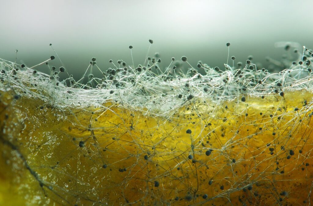 Mold study for Far UVC light sanitation