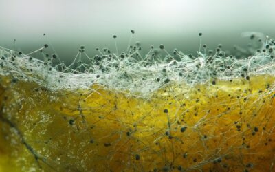 Mold study highlights safer Far-UVC light cleaning alternative