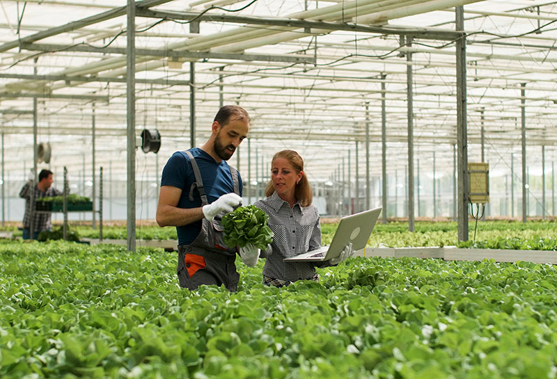 Lit Thinking agricultural use case greenhouse