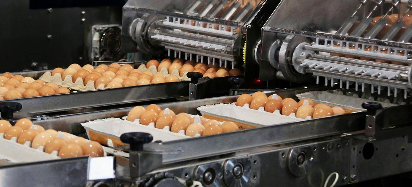 Egg Basket egg conveyor