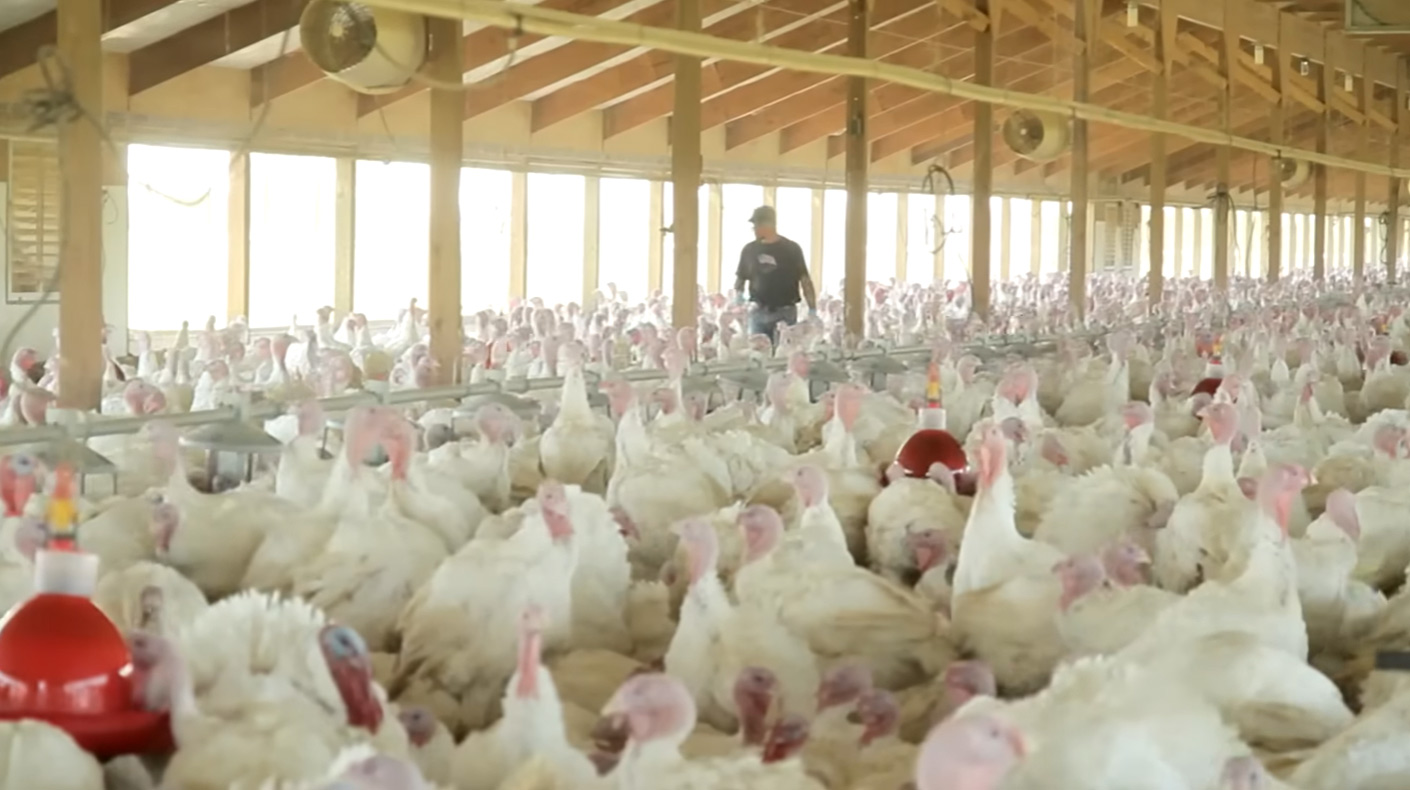 Zimmerman Turkey Farms