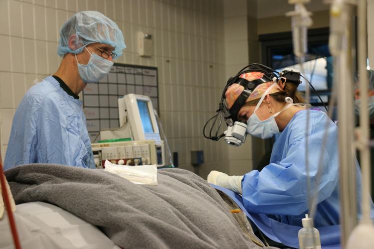 Minnesota Zoo veterinary animal surgery
