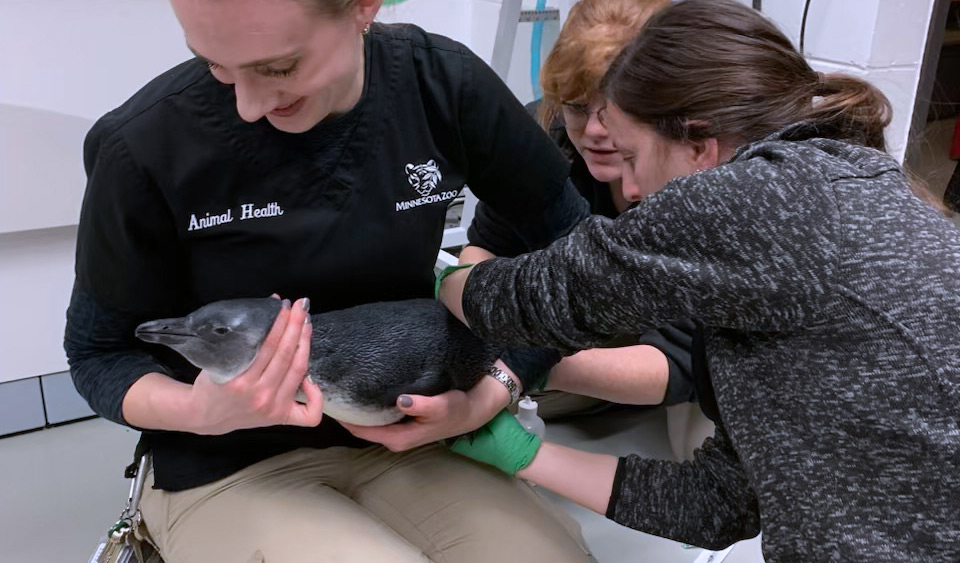 Minnesota Zoo penguin vet care